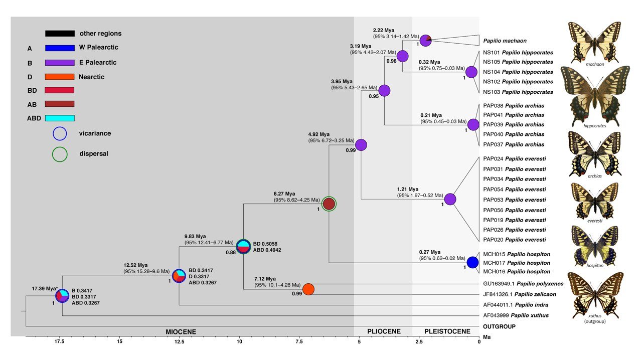 Historical biogeography of the Papilio machaon species group.Summary of BEAST and RASP analyses, ancestral area reconstruction model S-DIVA. Region C (Indomalayan realm) is not shown as specimens originated there are included in the collapsed P. machaon clade. Pie charts on each node depict the relative probabilities of ancestral ranges. Numbers below nodes indicate Bayesian posterior probability (see S11 Fig for the expanded tree).