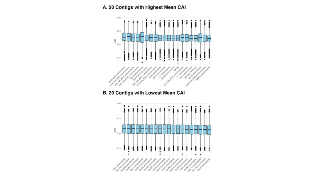 Genome-wide codon adaptation index (CAI) distribution across S. aureus isolates.(A) 20 contigs with the highest mean CAI. (B) 20 contigs with the lowest mean CAI. Seven of eight isolate genomes from Aarhus University Hospital were included in the 20 mean highest CAI genomes, as indicated by the “AUH_SA_2023-“ prefix. All 20 isolate genomes with the lowest mean CAI were from Aga Khan University Hospital, as indicated by the “Sau-” prefix. CAI, codon adaptation index.