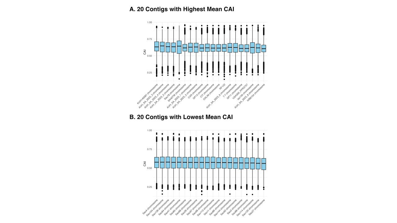 Genome-wide codon adaptation index (CAI) distribution across S. aureus isolates.(A) 20 contigs with the highest mean CAI. (B) 20 contigs with the lowest mean CAI. Seven of eight isolate genomes from Aarhus University Hospital were included in the 20 mean highest CAI genomes, as indicated by the “AUH_SA_2023-“ prefix. All 20 isolate genomes with the lowest mean CAI were from Aga Khan University Hospital, as indicated by the “Sau-” prefix. CAI, codon adaptation index.
