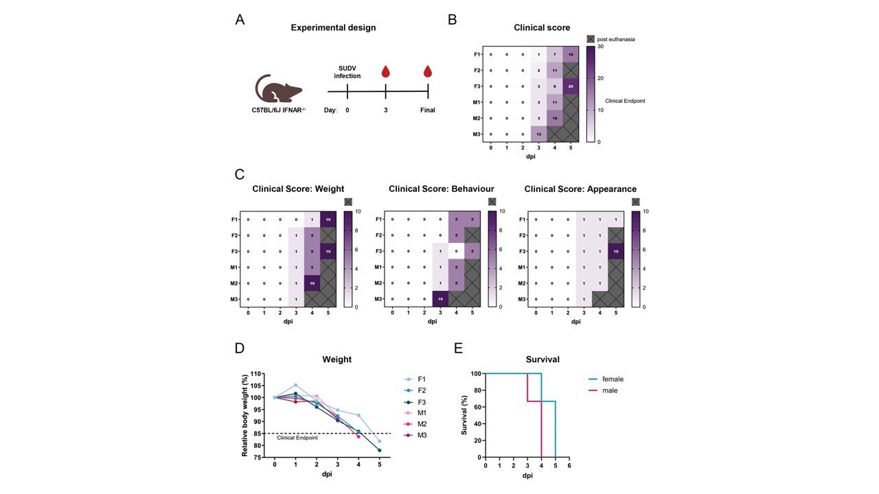 Clinical course of SUDV-infected IFNAR-/- mice.The experimental approach is shown in (A). Female (F) and male (M) IFNAR-/- mice were infected with approx. 1,000 PFU SUDV on day 0 (n = 6) and monitored daily. The mice were euthanized at humane clinical endpoint (score of ≥10 on one day or ≥6 on two consecutive days). Blood samples were collected at day 3, and on the day of euthanasia. The additive clinical score (B), summarizes the results of the different parameters analyzed daily: (C) body weight, behaviour, and appearance. Each parameter could be awarded a maximum of 10 points. Grey boxes indicate days after euthanasia. The relative body weight compared to day 0 for each mouse is depicted in (D). The dotted line marks the clinical endpoint. The Kaplan-Meier survival curve (E) depicts the percentage of surviving mice over time.